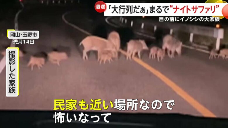 撮影した家族は人との接触を心配する（FNN投稿サイト「ビデオPost」）