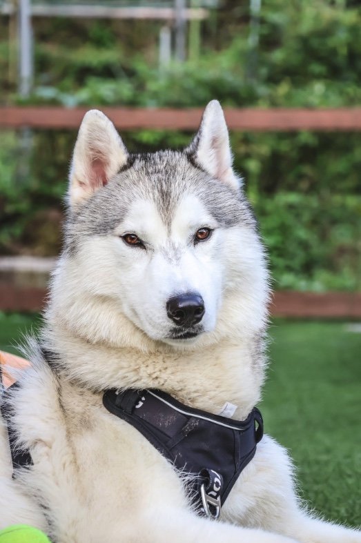 提供：スカイさん