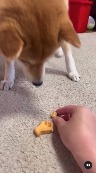 提供：柴犬ゆきちゃん