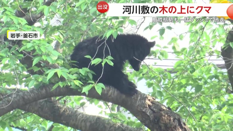 木の上から下りる気配はなく、スヤスヤと寝ている様子のクマ