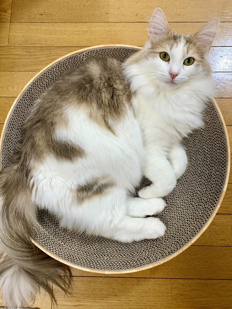 体長約50センチ（尻尾含めると約80センチ）のエドくん