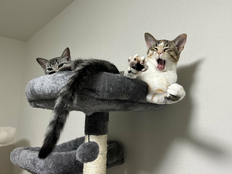 左：ととまるくん　右：はんみちゃん