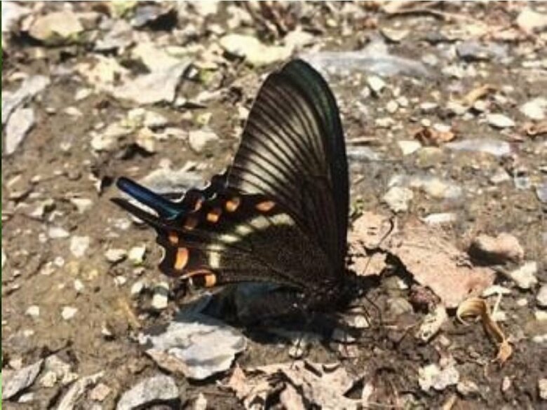 ※ミヤマカラスアゲハ（森林性種）（画像提供：東京農工大学大学院グローバルイノベーション研究院教授　小池伸介）