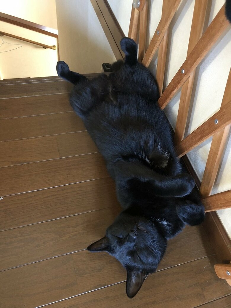 がっしり体系だというくろのすけくん