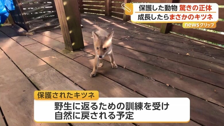 野生に戻る訓練中のキツネの赤ちゃん