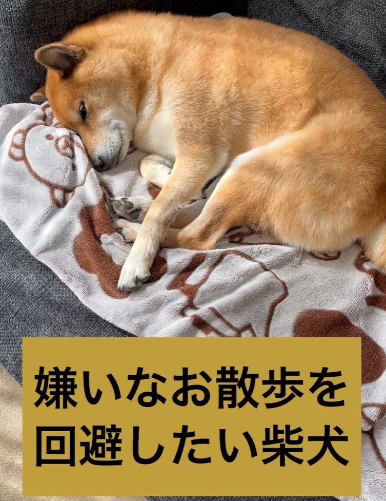 聞こえないふりで散歩の回避を試みる