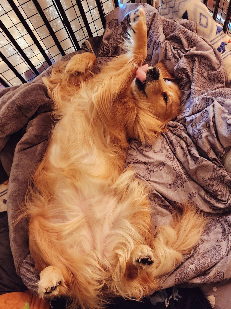 提供：Charlotte@ゴールデンレトリバーさん