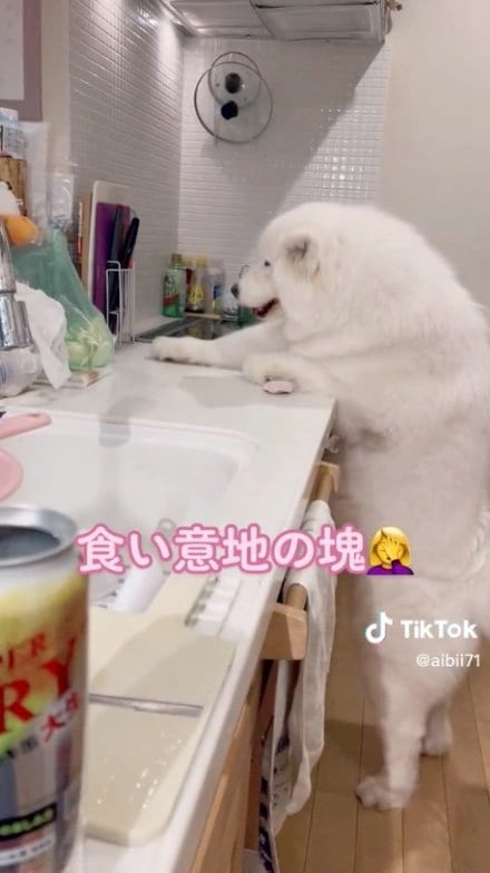 提供：ibukimama38さん