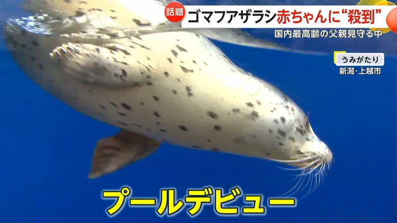 新潟・上越市の水族博物館「うみがたり」のプールで泳ぐゴマフアザラシの子ども