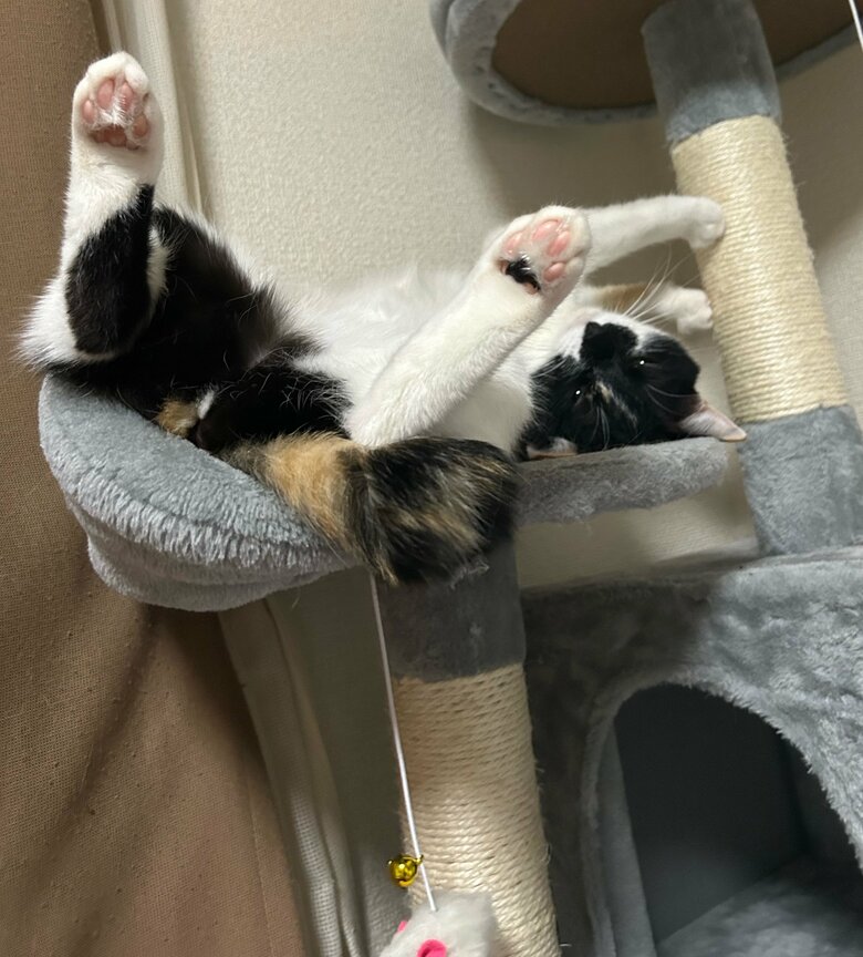キャットタワーでゴロゴロ