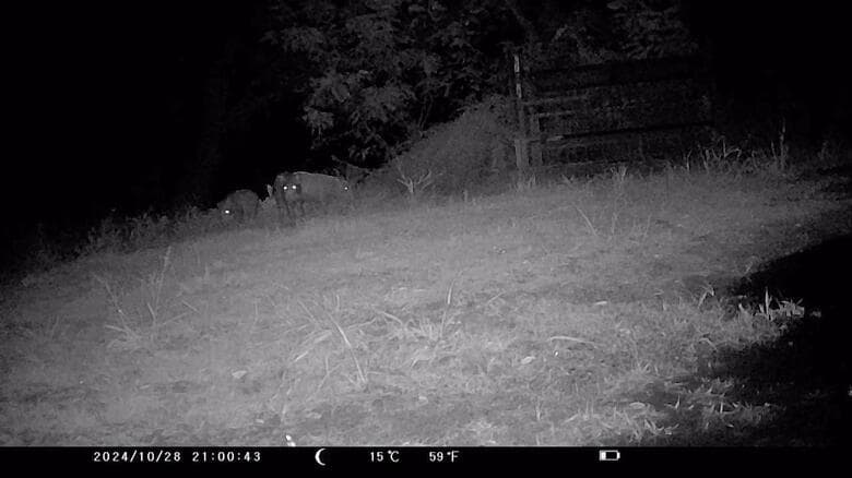 ゴルフ場に潜伏しているイノシシ