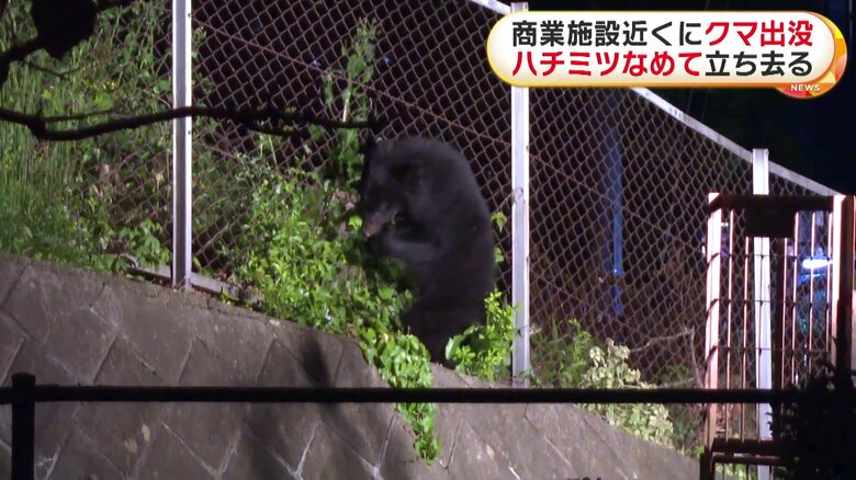 成獣とみられる大きさで、器用にフェンスを乗り越える