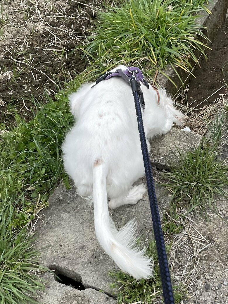 側溝をのぞき込む麦ちゃん