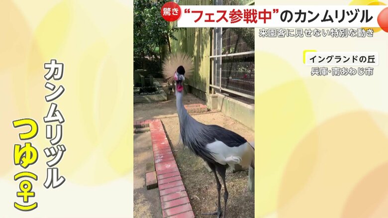 イングランドの丘でカメラに向けて首を上下に動かすカンムリヅルの「つゆ」