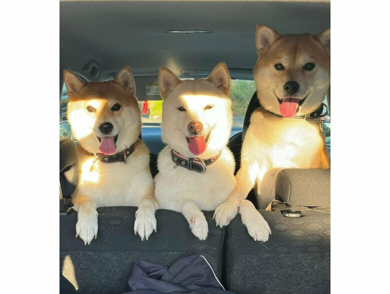 左：ポポちゃん　中央：ラムちゃん　右：リブくん（提供：柴犬ポポ(7)リブ(4)ラム(4)さん）