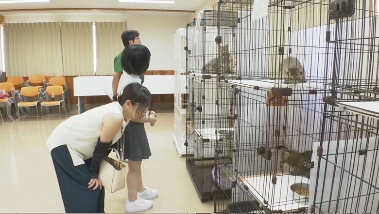 猫を観察する深沢さん家族