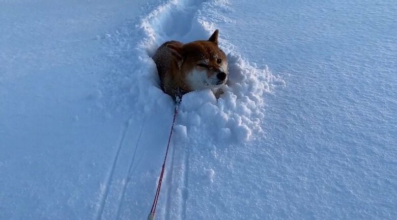 名前を呼ぶと顔を向けてくれるが動こうとはしない