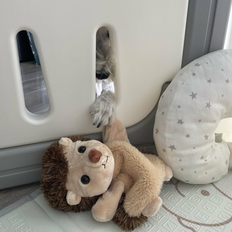 おもちゃを取ろうとしている（提供：こんぶさん）