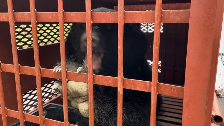 （提供：体感型動物園iZoo）