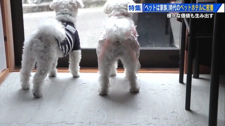 週明け、飼い主のお迎えを待つ2匹