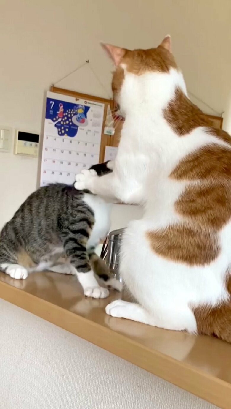 叩かれても優しくおさえるだけのわさびくん