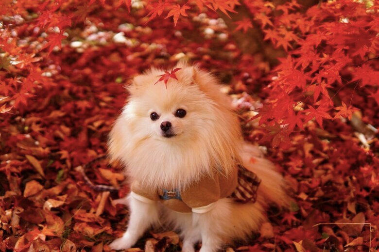 マリンちゃん（提供：愉快な3姉妹ポメラニアンさん）