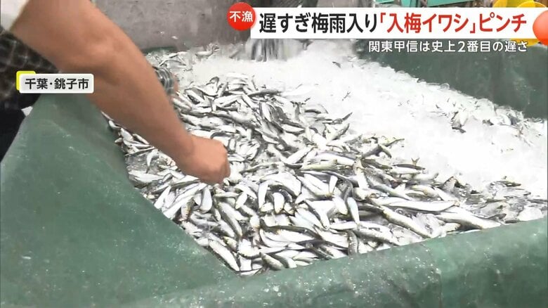 イワシが水揚げされているが「入梅イワシ」ではないという