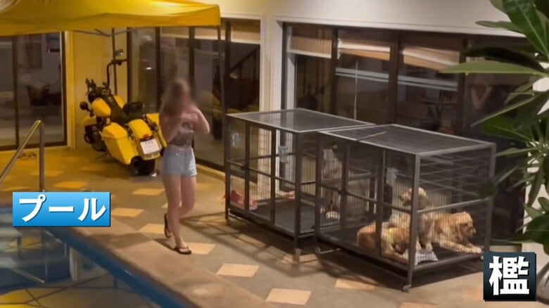 プールの横に置かれた大きな檻に入れられるライオン