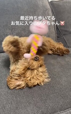 お気に入りのおもちゃと