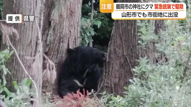 【クマ出没】鶴岡の神社敷地内で緊急銃猟・体長1メートル成獣1頭　目撃279件・前年比1.5倍　山形