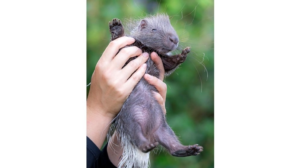 高い高ーい 抱え上げられるヤマアラシの赤ちゃんがかわいい 素手だけど痛くない 飼育員に生態を聞いた