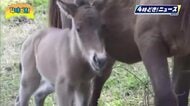 ３月生まれの春駒　都井岬で誕生