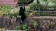 宇都宮の住宅敷地にクマ　麻酔銃3発中1発命中で捕獲　一時厳戒態勢で猟友会などが包囲　住民も近づけず　栃木