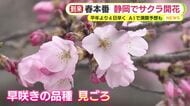 静岡でも桜が開花　平年より4日早く　花見の日程調整に最適！つぼみの成長具合と今後の天気や気温から開花や満開の時期をAIが予測