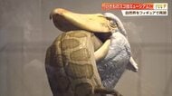 海洋堂のフィギュアで生き物の“スゴ技”再現　宮脇センム「フィギュアは生き生きしている」　高知・南国市で企画展