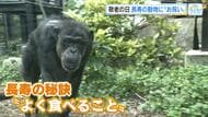 敬老の日に広島市安佐動物公園で長寿お祝い　推定５０歳、チンパンジーのミキ　最近のお気に入りはレタス！