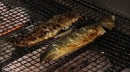 “大衆魚”サバが高騰　世界的争奪戦で“高級魚”に…切り身の“店頭価格”2年前400円が今は754円の店も