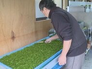 波の静かな入り江を利用…アオサノリの収穫作業が最盛期 せいろに敷き詰め6時間ほど乾燥させ出荷 三重県紀北町