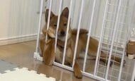 「2回目の転生は犬かよ」頰づえをついて横たわる愛犬の姿がまるで人間…何を見ていたのか飼い主に状況を聞いた