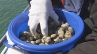 「大きくな～れ」海をきれいに！“水質改善”するアサリ　松山の海で小学生が３００キロを放流体験【愛媛】