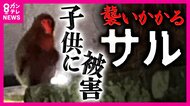 サルが人を襲う被害急増　去年0件が今年ひと月で19件　噛まれたり足に抱きつかれた子供も　「何かいい思いをした経験がこういうサルを生んだか」と専門家