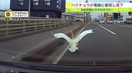 車の前にハクチョウ落下…通勤ラッシュの国道で電線に衝突 あわや車にひかれそうに【北海道発】