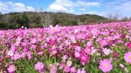 ５００万本以上のコスモス　「早咲き」が見ごろ　条件次第で雲海とコスモスのコラボも　広島・世羅町