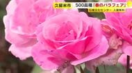 石橋文化センター「春のバラフェア」　500品種・2300株が咲き誇る　入園無料　5月24日まで　福岡・久留米市