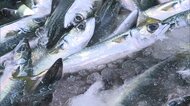 「サバショック」“庶民の魚”も高騰　水産庁が漁獲量8割減を検討　地球温暖化で餌のプランクトン減少…成長も遅く