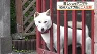 人が大好きで愛嬌たっぷり　国の天然記念物、紀州犬の「武蔵」くん10カ月　ご主人にこよなく愛されわんぱくに成長中　福井　　
