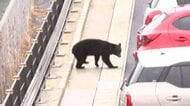 クマの捕獲頭数上限超えを容認の方針…岩手県内で出没3478件、人身被害17人　クマの管理巡る県の協議会　