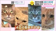 保護ネコ4匹が「おもてにゃし」 別府市の旅館に全国から宿泊客