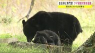 クマの意外な「弱点」 自治体と専門家が被害対策を協議<岩手県>