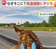 高速道路で迷子の子ジカ「ママを待とうね」警察官が草むらへ移す　暖炉の中にはアライグマ…救出劇の一部始終　アメリカ　